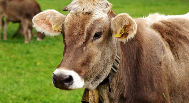 Alimentao para Bovinos de Carne e de Leite